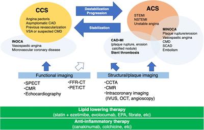 Role of plaque imaging for identification of vulnerable patients beyond the stage of myocardial ischemia